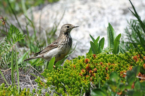 ��������� �����